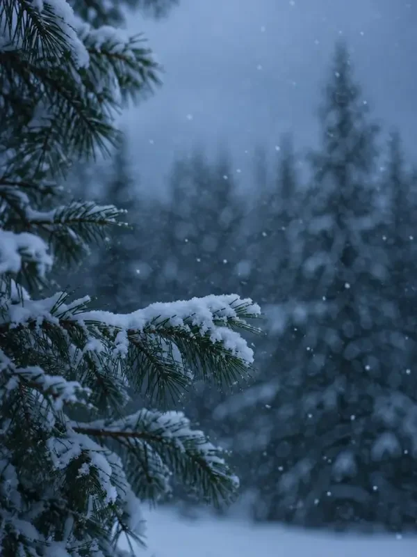 雪落针叶时 - 红豆家庭短剧无会员门户 短剧《雪落针叶时》封面 - 森林治愈山系治愈短剧
